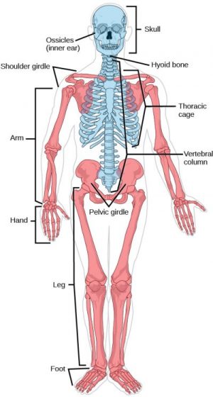 The axial skeleton, shown in blue, consists of the bones of the skull, ossicles of the middle ear, hyoid bone, vertebral column, and thoracic cage. The appendicular skeleton, shown in red, consists of the bones of the pectoral limbs, pectoral girdle, pelvic limb, and pelvic girdle. (credit: modification of work by Mariana Ruiz Villareal)