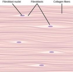Illustration shows parallel collagen fibers woven tightly together. Interspersed among the collagen fibers are long, thin fibroblasts.