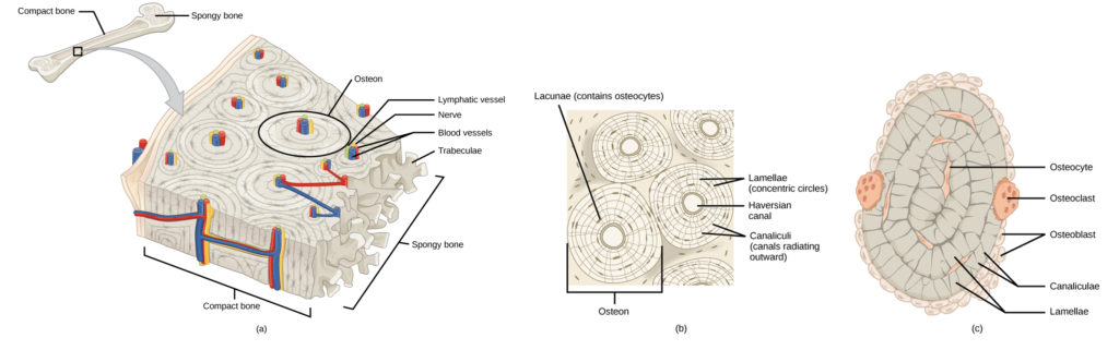 Illustration A shows a cross section of a long bone with wide protrusions at either end. The outer part is compact bone. Inside the compact bone is porous spongy bone made of web-like trabreculae. The spongy bone fills the wide part at either end of the bone. In the middle, a hollow exists inside the spongy bone. Illustration B shows several circular osteons clustered together in compact bone. At the hub of each osteon is an opening called the Central (Haversian) canal filled with blood and lymph vessels and nerves. The lamellae surrounding the Central canal resemble tree rings. Lacunae are wide spaces in the rings between the lamellae. Microchannels called canaliculi radiate through the rings out from the central canal, connecting the lacunae together. Illustration C shows small osteoclasts surrounding the outside of bone. Larger osteoclasts are also on the outer surface, forming a hollow in the bone. Osteocytes are long, thin cells in the lacunae.