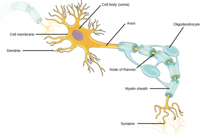 Illustration shows a neuron which has an oval cell body. Branchlike dentrites extend from three sides of the body. A long, thin axon extends from the fourth side. At the end of the axon are branchlike terminals. A glial cell called an oligodendrocyte grows alongside the axon. Projections from the oligodendrocyte wrap around the axon, forming a myelin sheath. Gaps between parts of the sheath are called nodes of Ranvier. Another glial cell called an astrocyte sits alongside the axon.