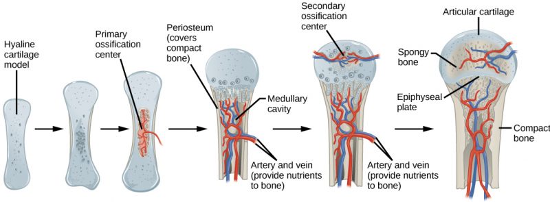 Illustration shows bone formation, which begins with a hyaline cartilage model that has the appearance of a small bone. A primary ossification center forms in the center of the narrow part of the bone, and a bone collar forms around the outside. The periosteum forms around the outside of the bone. Next, blood vessels begin to form in the bone and secondary ossification centers form in the epiphyses. The primary ossification center hollows out to form the medullary cavity, and an epiphyseal plate grows, separating the epiphyses from the diaphysis.