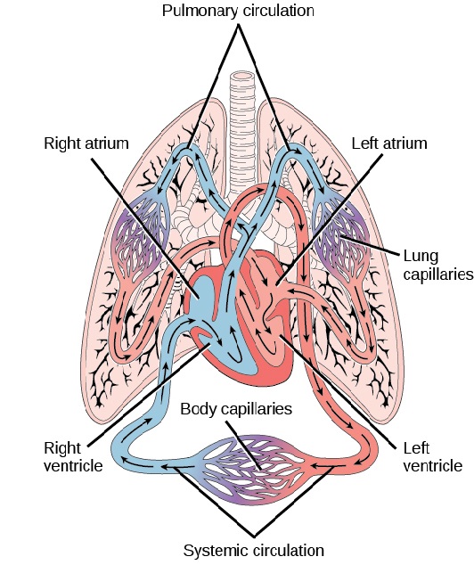 Illustration shows the circulatory system of mammals, which have a four-chambered heart. The right and left ventricle are separated by a septum, as are the right and left atrium. Thus there is no mixing of blood between these two chambers. Blood from systemic circulation enters the right atrium, then flows from the right ventricle and enters pulmonary circulation, where blood is oxygenated in the lungs. From the lungs blood travels back into the heart through the left atrium. Because the left and right atrium are not separated, some mixing of oxygenated and deoxygenated blood occurs. Blood is pumped into the left ventricle, then into the body.