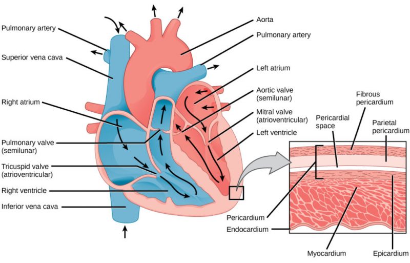 Illustration shows the parts of the heart. Blood enters the right atrium through an upper, superior vena cava and a lower, inferior vena cava. From the right atrium, blood flows through the funnel-shaped tricuspid valve into the right ventricle. Blood then travels up and through the pulmonary valve into the pulmonary artery. Blood re-enters the heart through the pulmonary veins, and travels down from the left atrium, through the mitral valve, into the right ventricle. Blood then travels up through the aortic valve, into the aorta. The tricuspid and mitral valves are atrioventricular and funnel-shaped. The pulmonary and aortic valves are semilunar and slightly curved. An inset shows a cross section of the heart. The myocardium is the thick muscle layer. The inside of the heart is protected by the endocardium, and the outside is protected by the pericardium.