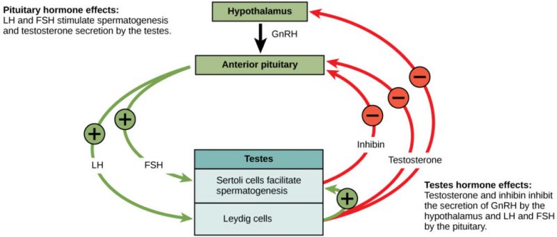 Hormonal control of the male reproductive system is mediated by the hypothalamus, anterior pituitary and testes. The hypothalamus releases GnRN, causing the anterior pituitary to release LH and FSH. FSH and LH both act on the testes. FSH stimulates the Sertoli cells in the testes to facilitate spermatogenesis and to secrete inhibin. LH causes the Leydig cells in the testes to secrete testosterone. Testosterone further stimulates spermatogenesis by the Sertoli cells, but inhibits GnRH, LH, and FSH production by the hypothalamus and anterior pituitary. Inhibin secreted by Sertoli cells also inhibits FSH and LH production by the anterior pituitary. https://courses.lumenlearning.com/suny-wmopen-