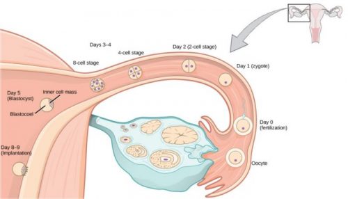 Upon ovulation, an oocyte is released from the ovary and enters the fallopian tubule. Fertilization by a sperm occurs at day zero, resulting in a single-celled zygote. Around day two, the zygote undergoes cell division. More cell divisions occur on the third and fourth day, resulting in four-cell and eight-cell stages. By this time the cell mass has traveled to the end of the fallopian tube. Around day five the cell mass enters the uterus and differentiates into a blastocyst that is hollow inside, with an inner cell mass off to one side. The layer of cells on the outside of the blastocyst is called the trophoblast. Around day eight or nine the blastocyst implants in the wall of the uterus, with the inner cell mass facing the wall.