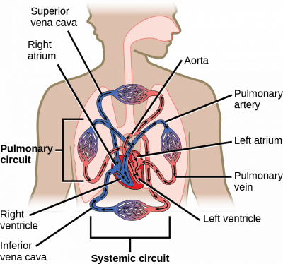 Illustration shows blood circulation through the mammalian systemic and pulmonary circuits. Blood enters the left atrium, the upper left chamber of the heart, through veins of the systemic circuit. The major vein that feeds the heart from the upper body is the superior vena cava, and the major vein that feeds the heart from the lower body is the inferior vena cava. From the left atrium blood travels down to the left ventricle, then up to the pulmonary artery. From the pulmonary artery, blood enters capillaries of the lung. Blood is then collected by the pulmonary vein, and re-enters the heart through the upper left chamber of the heart, the left atrium. Blood travels down to the left ventricle, then re-enters the systemic circuit through the aorta, which exits through the top of the heart. Blood enters tissues of the body through capillaries of the systemic circuit.
