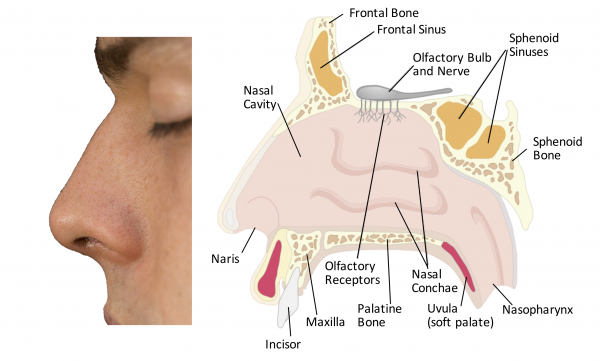 Lateral view of the nose and mid-sagittal section through the nasal cavity