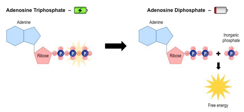 This image shows an ATP molecule being converted to ADP. ATP is also displayed as a charged battery and ADP is shown as low energy battery.