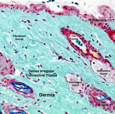 Dermis of the skin, made of irregular connective tissue