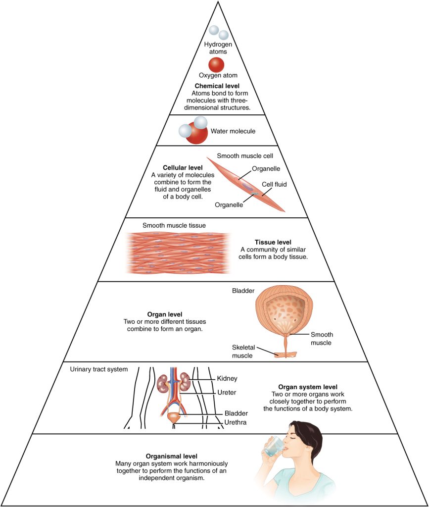 Image depicting the hierarchical organization of the parts of the body