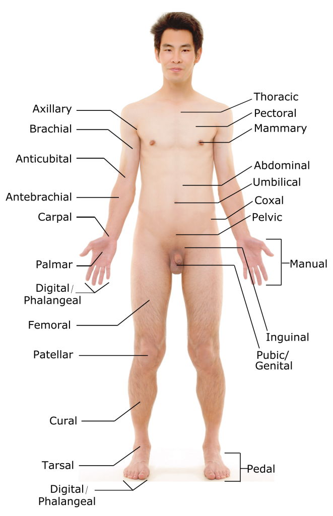 Image shows the anterior surfacea young male with labeled areas corresponding to terms for regional anatomy.