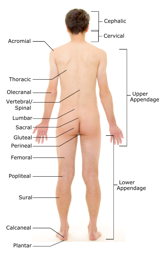 Image shows the posterior surface ofa young male with labeled areas corresponding to terms for regional anatomy.