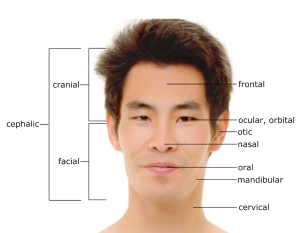 Anatomical Terminology: Developing a Common Language – Human Biology