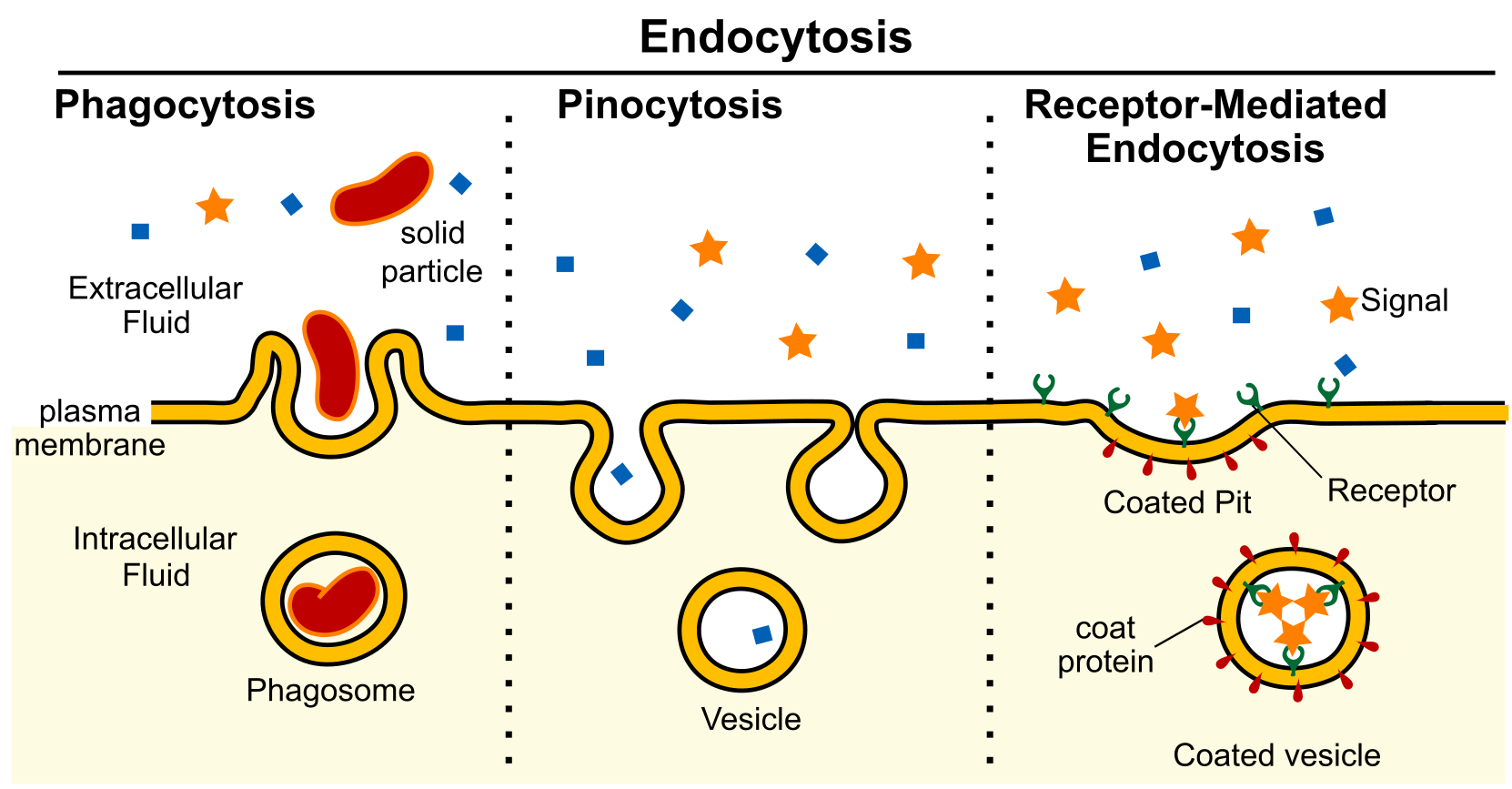 This image shows three panels. Phagocytosis is pictured all the way to the left.Pinocytosis is pictured in the middle and receptor-mediated endocytosis is pictured on the right.