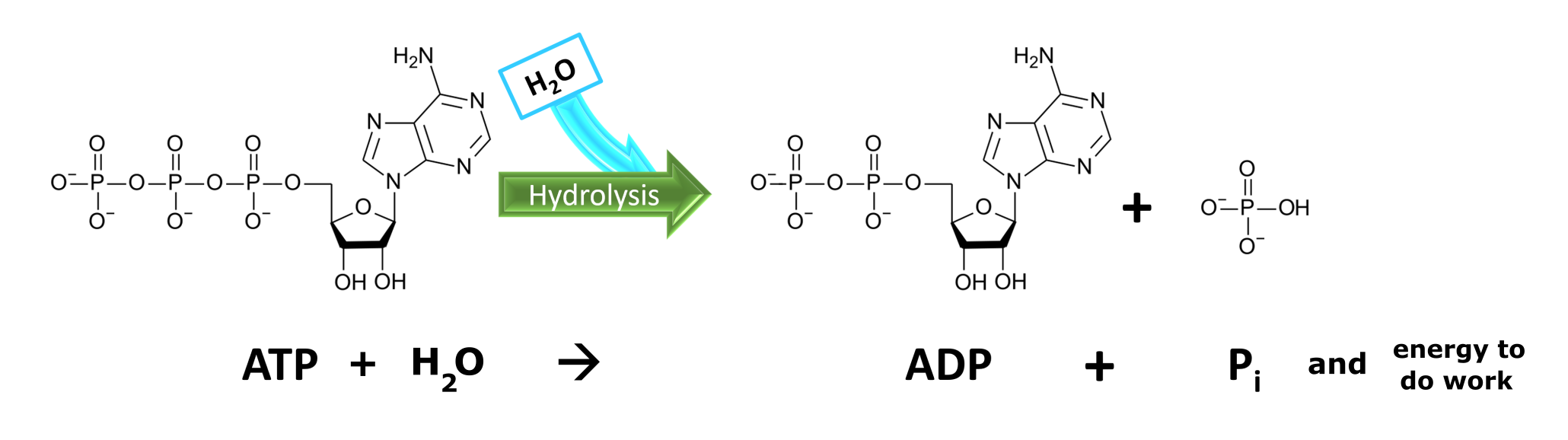 Hydrolysis Of Atp Equation