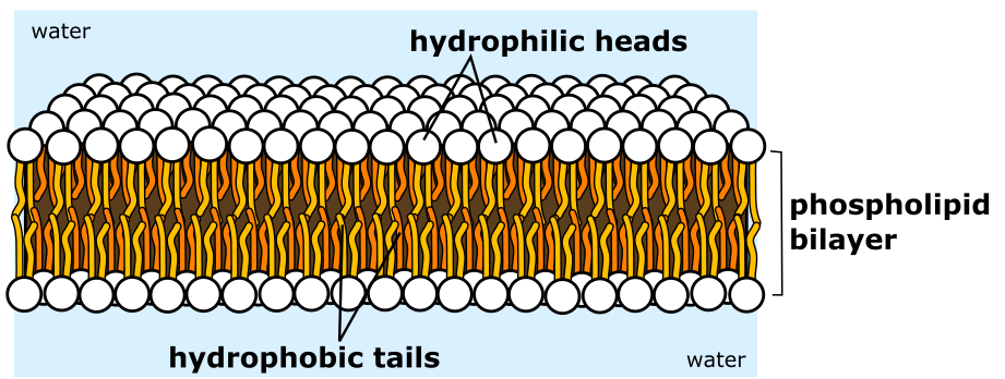 This image shows a 2 layered structure against a blue background. The blue represents water. and bilayer structure is made of phospholipid molecules. The hydrophilic phosphate groups are shown as white spheres and the hydrophobic fatty acid tail are shown as dlightly curved and bent lines.