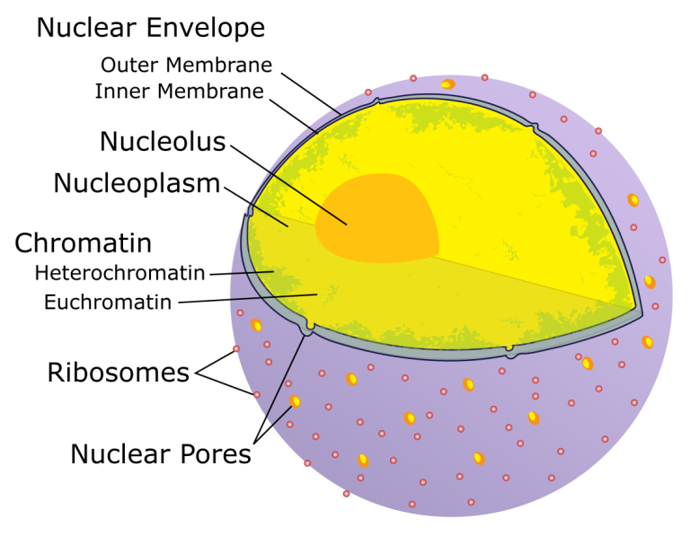 Biology of the Cell – Human Biology