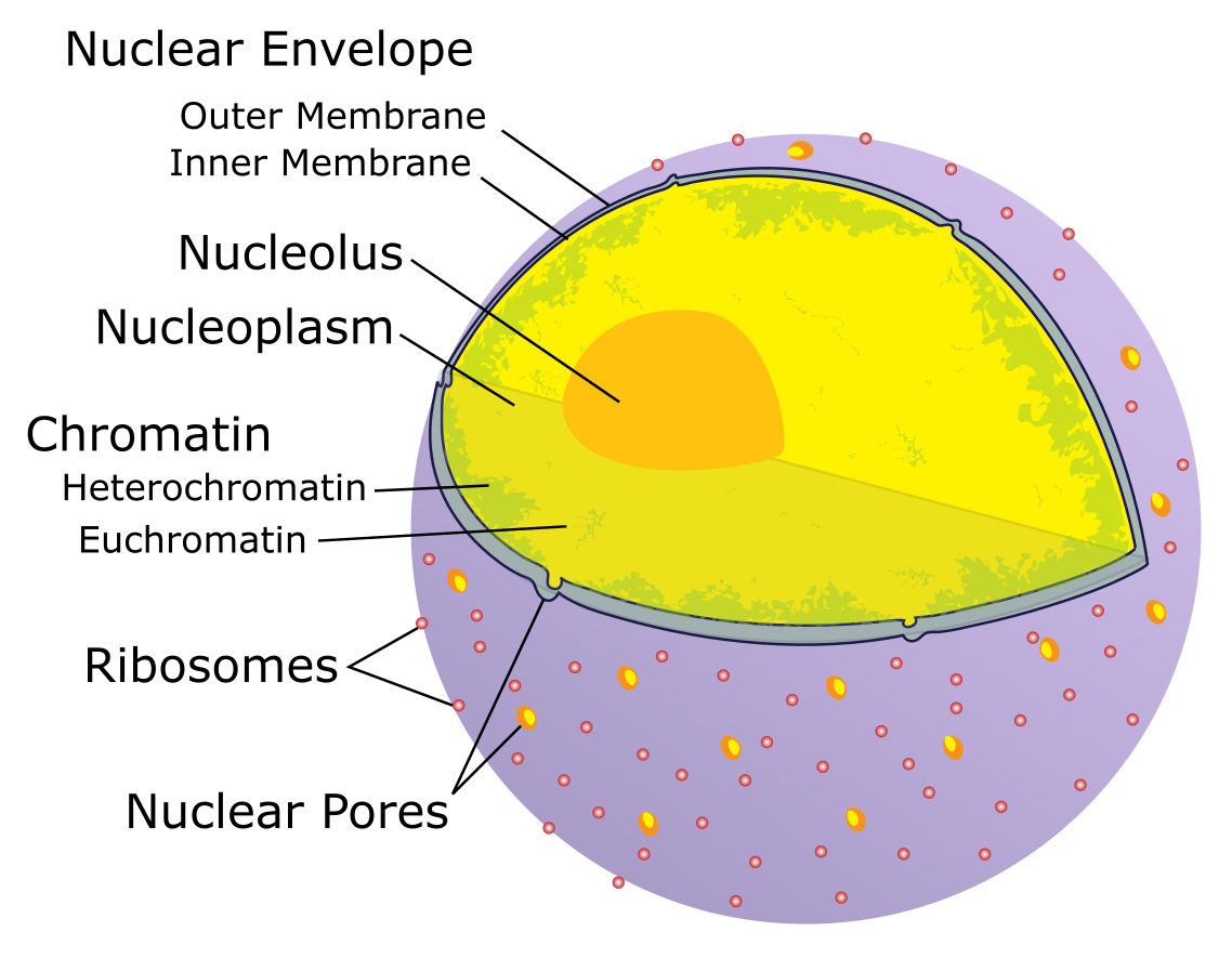 This image show the nucleus of a eukaryotic cell. It is bounded by a double-sided membrane termed the nuclear envelope. This membrane is studded with proteins that create pores that allow material to be exchanged with the cytoplasm of the cell. Ribosomes are found on the outer part of the envelope. The nucleus contains chromatin, one or more nucleoli, and nucleoplasm.
