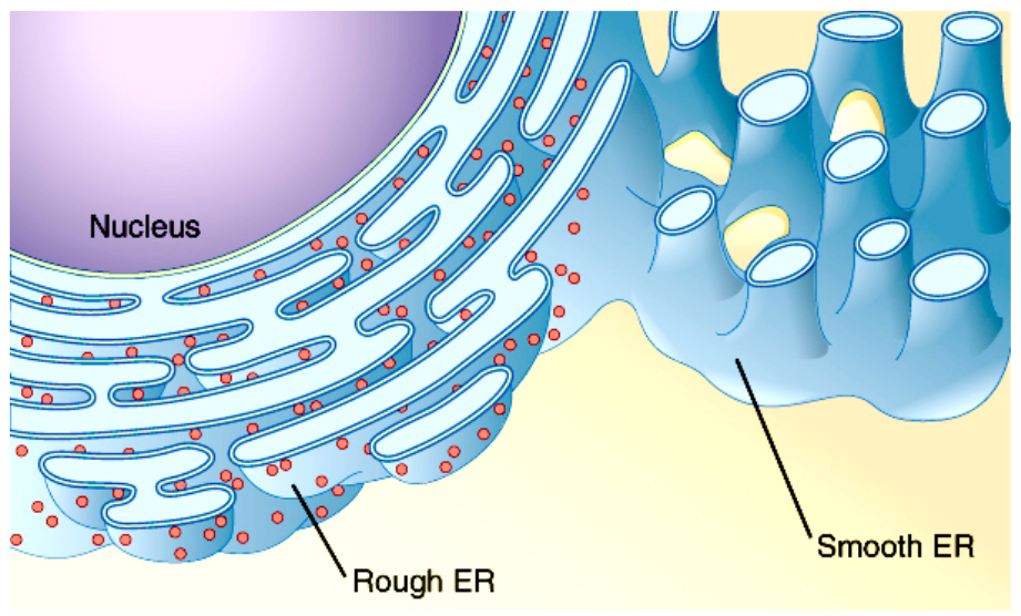 This figure shows the structure of the endoplasmic reticulum. The diagram highlights the rough and smooth endoplasmic reticulum, and the nucleus is labeled.