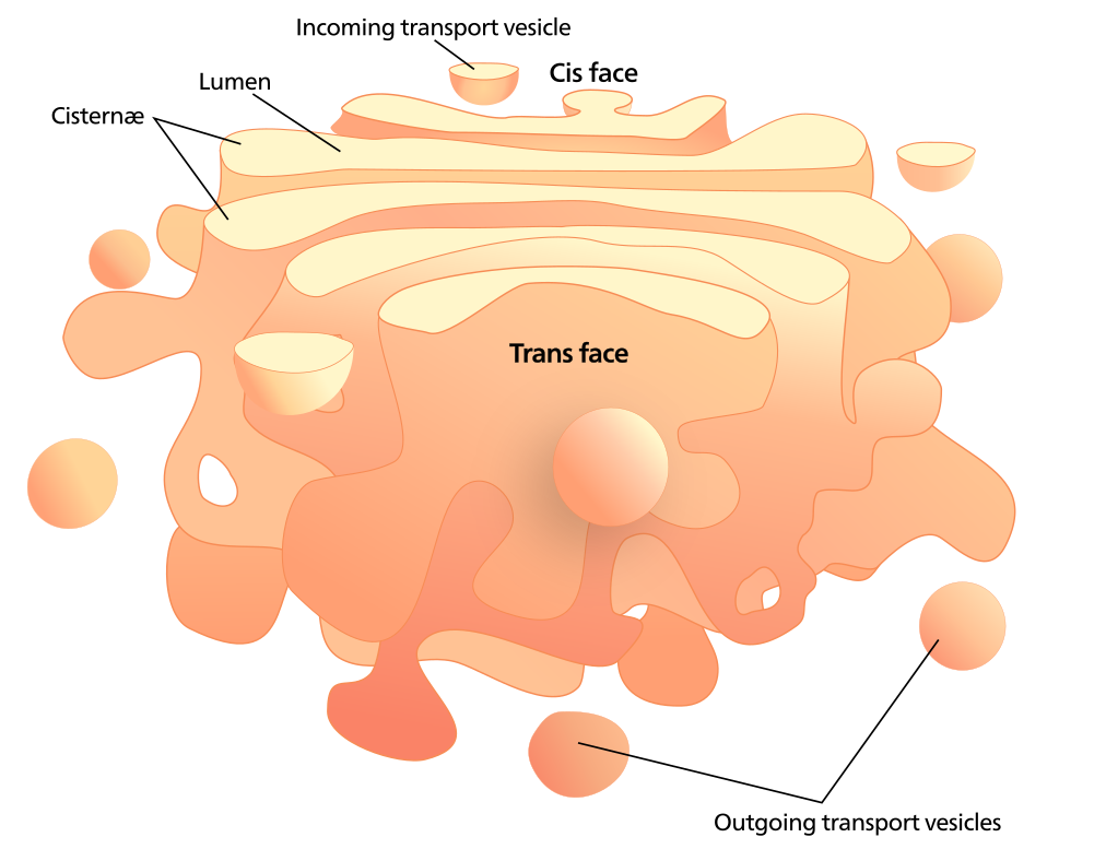 This image shows the Golgi apparatus. It consists of several layers of membranes called cisternae. As the protein passes through the cisternae, it is further modified by adding more carbohydrates. Eventually, it leaves the trans face of the Golgi in a vesicle. The vesicle fuses with the cell membrane so that the carbohydrate on the inside of the vesicle now faces the outside. At the same time, the contents of the vesicle are ejected from the cell.