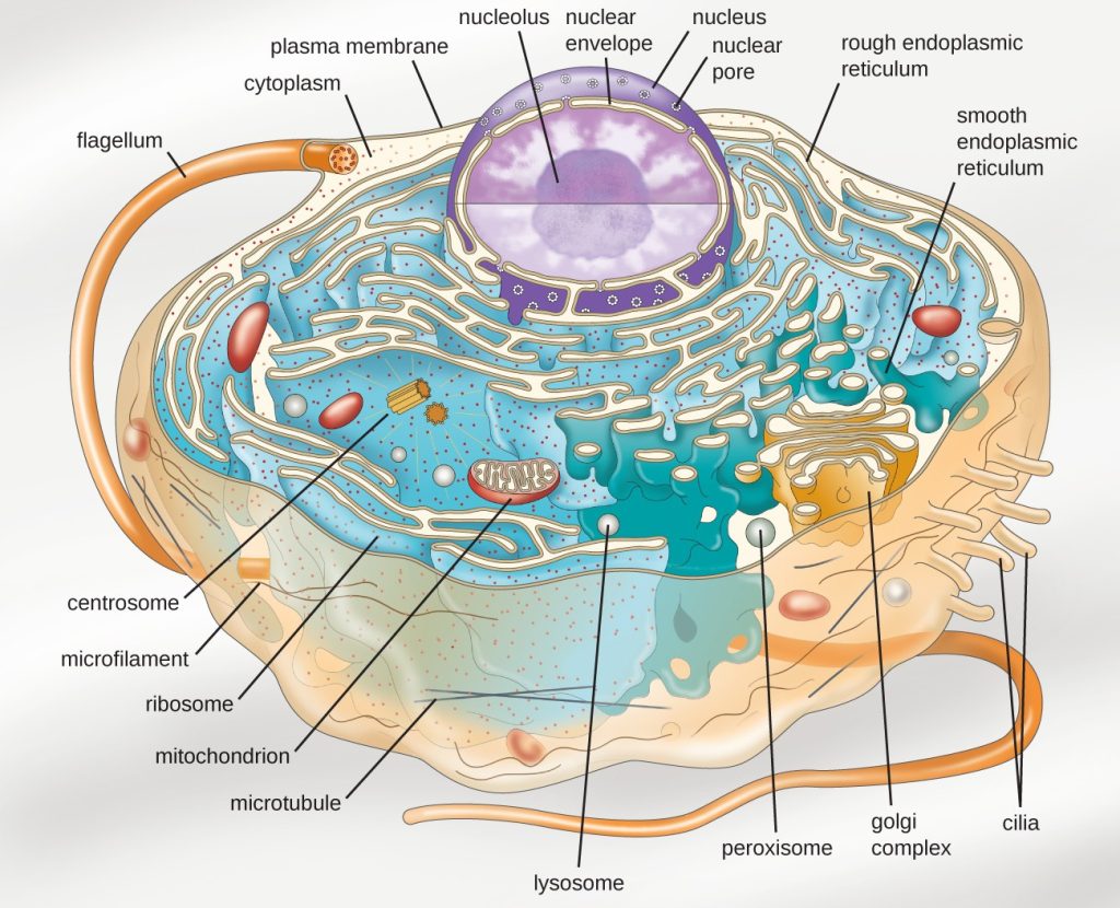 A diagram of a large cell. The outside of the cell is a thin line labeled plasma membrane. A long projection outside of the plasma membrane is labeled flagellum. Shorter projections outside the membrane are labeled cilia. Just under the plasma membrane are lines labeled microtubules and microfilaments. The fluid inside the plasma membrane is labeled cytoplasm. In the cytoplasm are small dots labeled ribosomes. These dots either float in the cytoplasm or are attached to a webbed membrane labeled rough endoplasmic reticulum. Some regions of the webbed membrane do not have dots; these regions are called the smooth endoplasmic reticulum. Other structures in the cytoplasm include an oval with a webbed line inside; this is labeled the mitochondrion. Spheres in the cytoplasm are labeled peroxisome and lysosome. A pancake stack of membranes is labeled the Golgi complex. Two short tubes are labeled centrosomes. A large sphere in the cell is labeled the nucleus. The outer membrane of this sphere is the nuclear envelope. Holes in the nuclear envelope are called nuclear pores. A smaller sphere in the nucleus is labeled nucleolus.