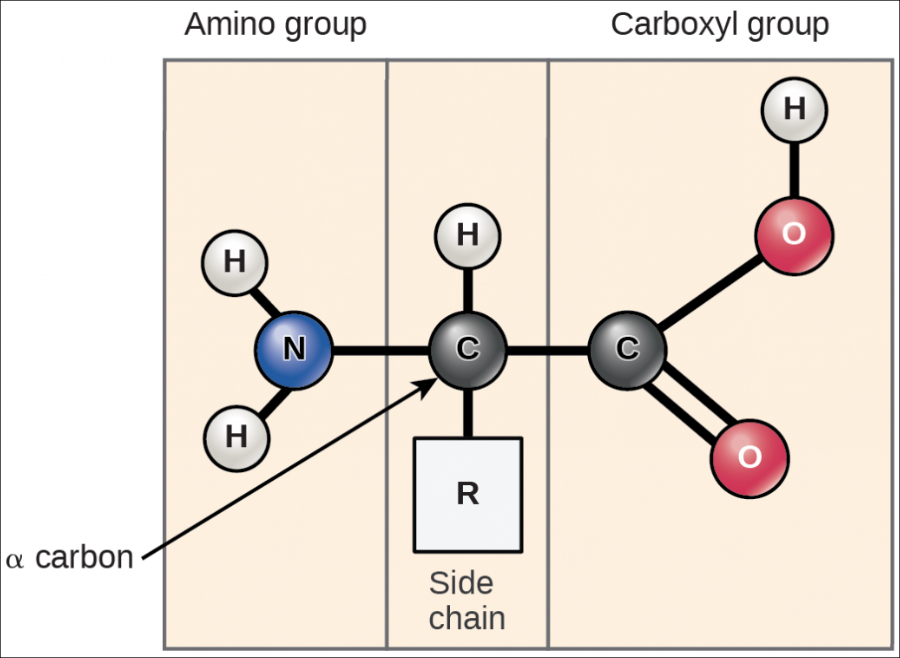 The molecular structure of an amino acid is given. An amino acid has an alpha carbon to which an amino group, a carboxyl group, a hydrogen, and a side chain are attached. The side chain varies for different amino acids, and is designated as the R - group.