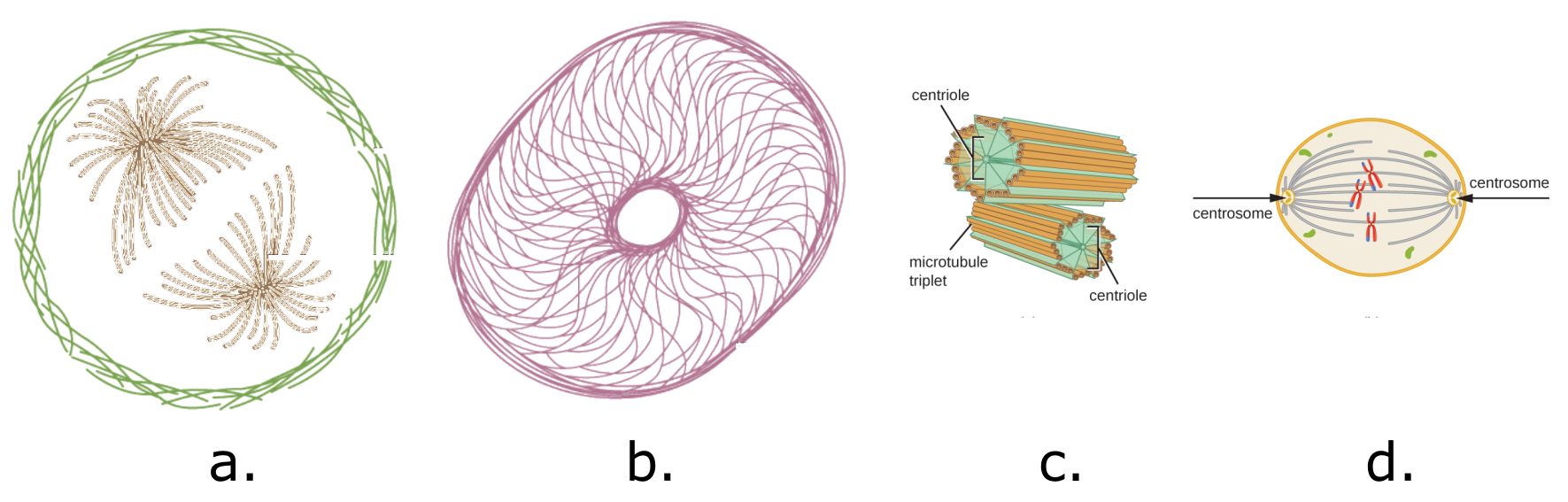 Image a shows a diagram of a section through an idealized eukaryotic cell that spotlights microtubules and microfilaments. Image c shows intermediate filaments are shown. Image c shows centrosomes as short tubes. The outside of these tubes is made of 9 sets of microtubule triplets. These sets are held together by lines labeled centrioles. Image d shows centrosomes on the two poles of a cell. Lines connect the centrosomes to chromosomes in the center of the cell.