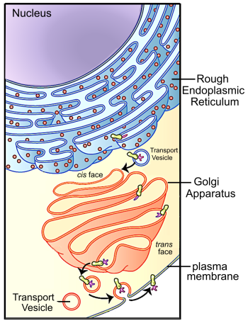 Biology of the Cell – Human Biology