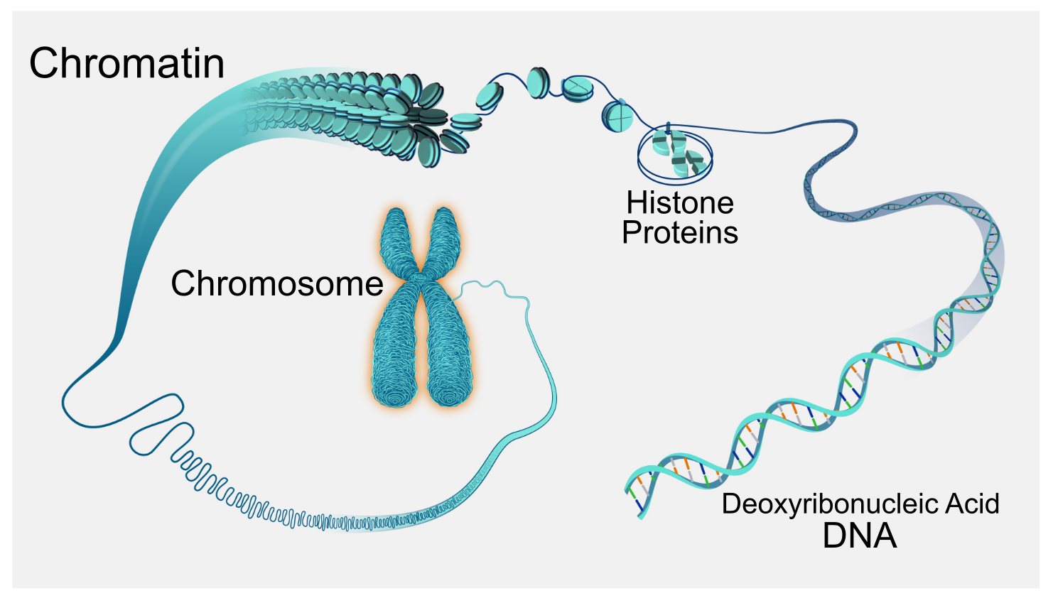 This image shows a large chromosome with chromatin unraveling and looping around the top of the chromosome. The chromatin is magnified further, showing disc-like histone proteins wrapped by DNA. The DNA is magnified further, showing the double helix.