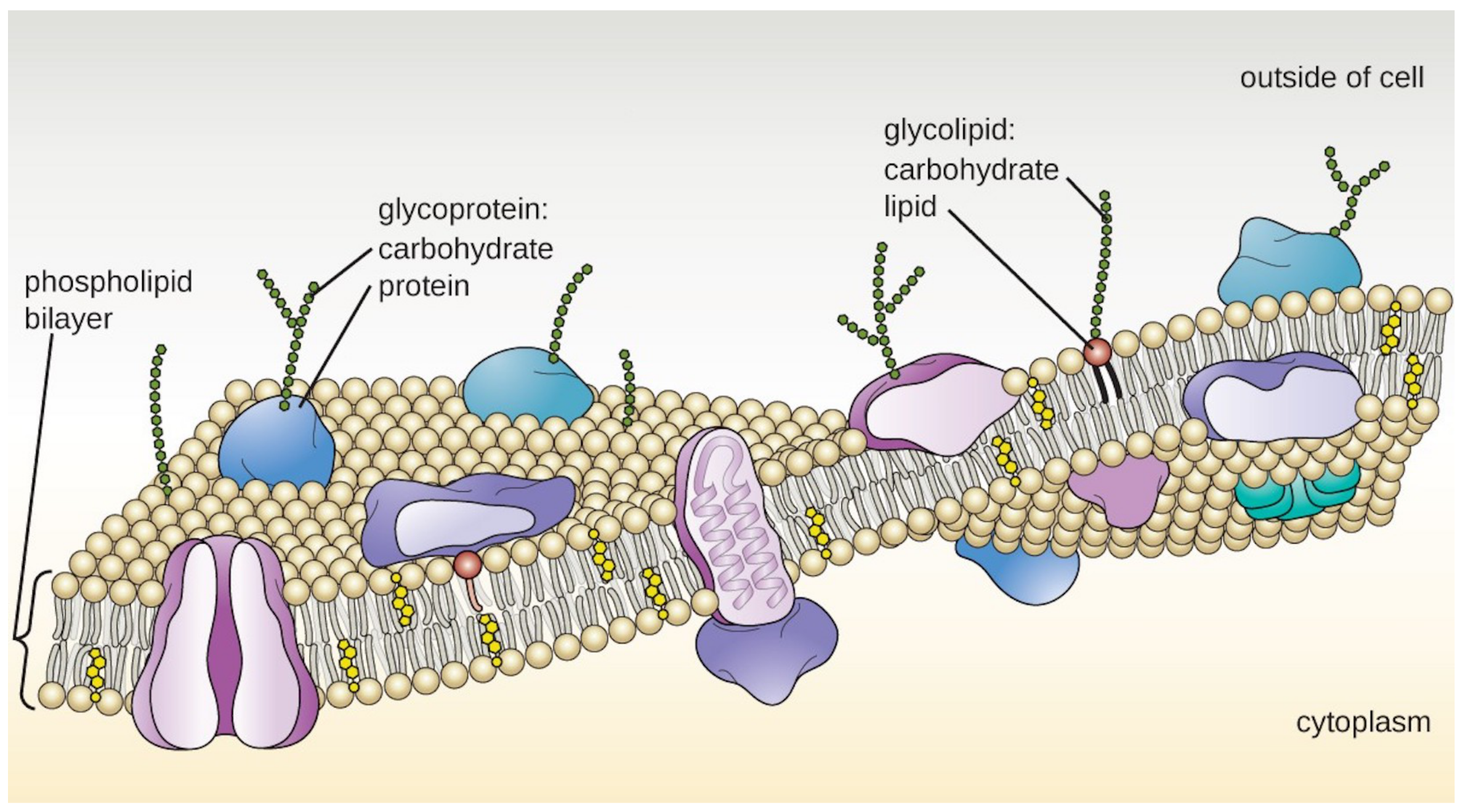 A drawing of the plasma membrane. The top of the diagram is labeled outside of the cell, the bottom is labeled cytoplasm. The membrane is made of mostly a phospholipid bilayer separating these two regions. Each phospholipid is drawn as a sphere with two tails. There are two layers of phospholipids making up the bilayer; each phospholipid layer has the sphere towards the outside of the bilayer and the two tails towards the inside of the bilayer. Embedded within the phospholipid bilayer are a variety of large proteins. Glycolipids have long carbohydrate chains (shown as a chain of hexagons) attached to a single phospholipid; the carbohydrates are always on the outside of the membrane. Glycoproteins have a long carbohydrate chain attached to a protein; the carbohydrates are on the outside of the membrane. The cytoskeleton is shown as a thin layer of line just under the inside of the phospholipid bilayer.