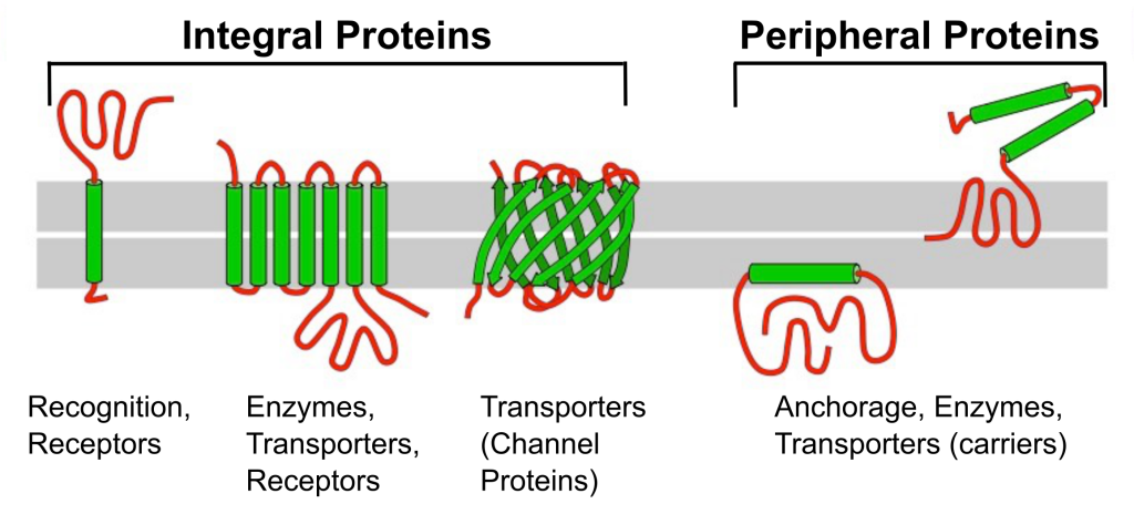 This image shows a section of cell membrane with different types of proteins associated with the phosopholipid bilayer.