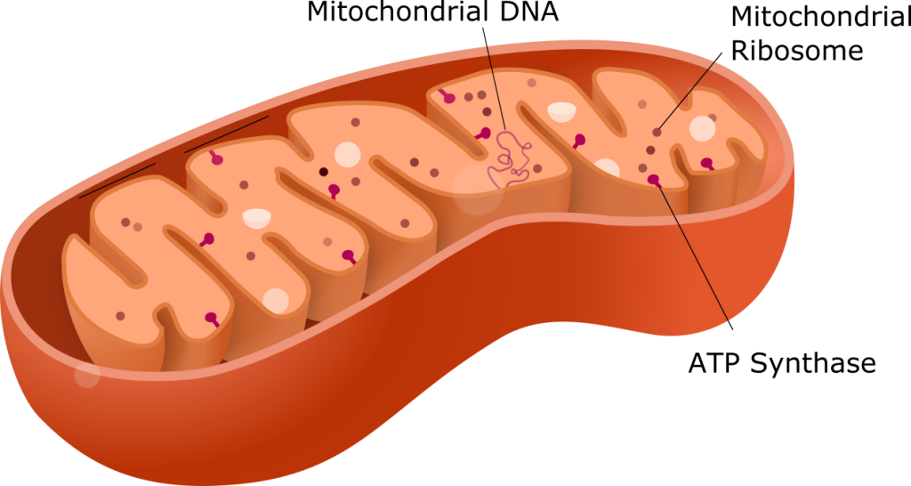 Image shows a mitochondrion