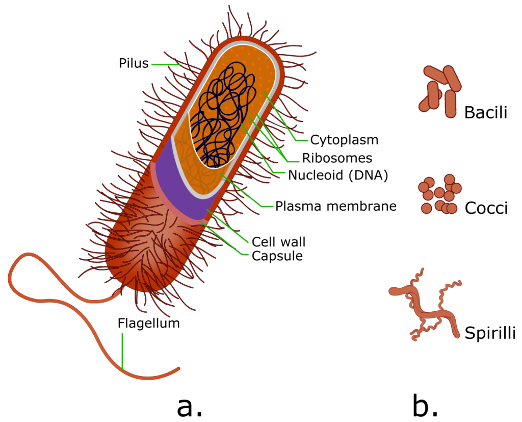 Biology of the Cell – Human Biology