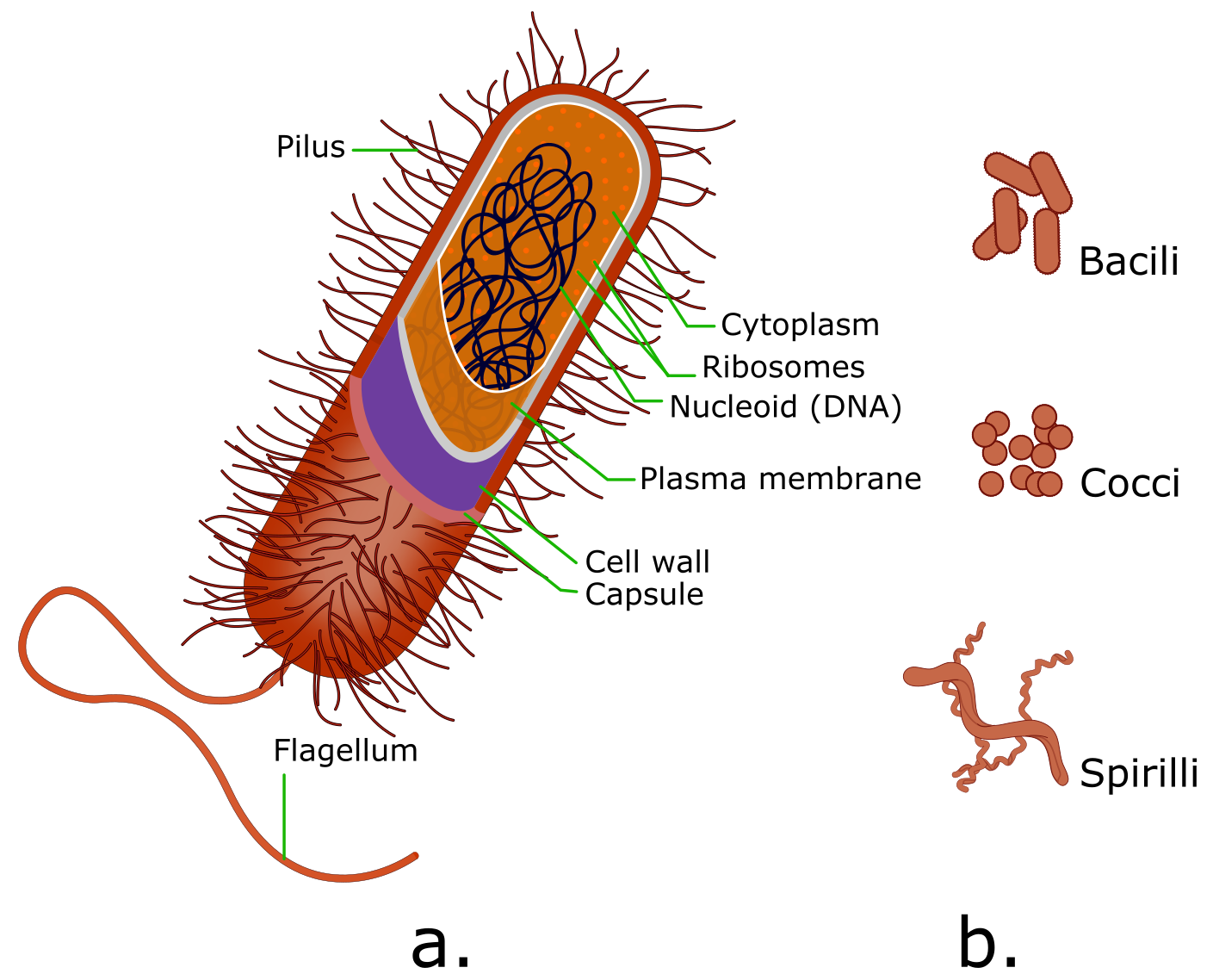 Image a shows a generalized prokaryotic cell. Image b shows 3 of the limited shapes that prokaryotes are found in.
