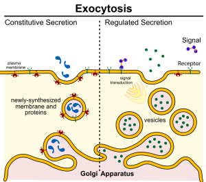 Transport Across the Plasma Membrane – Human Biology