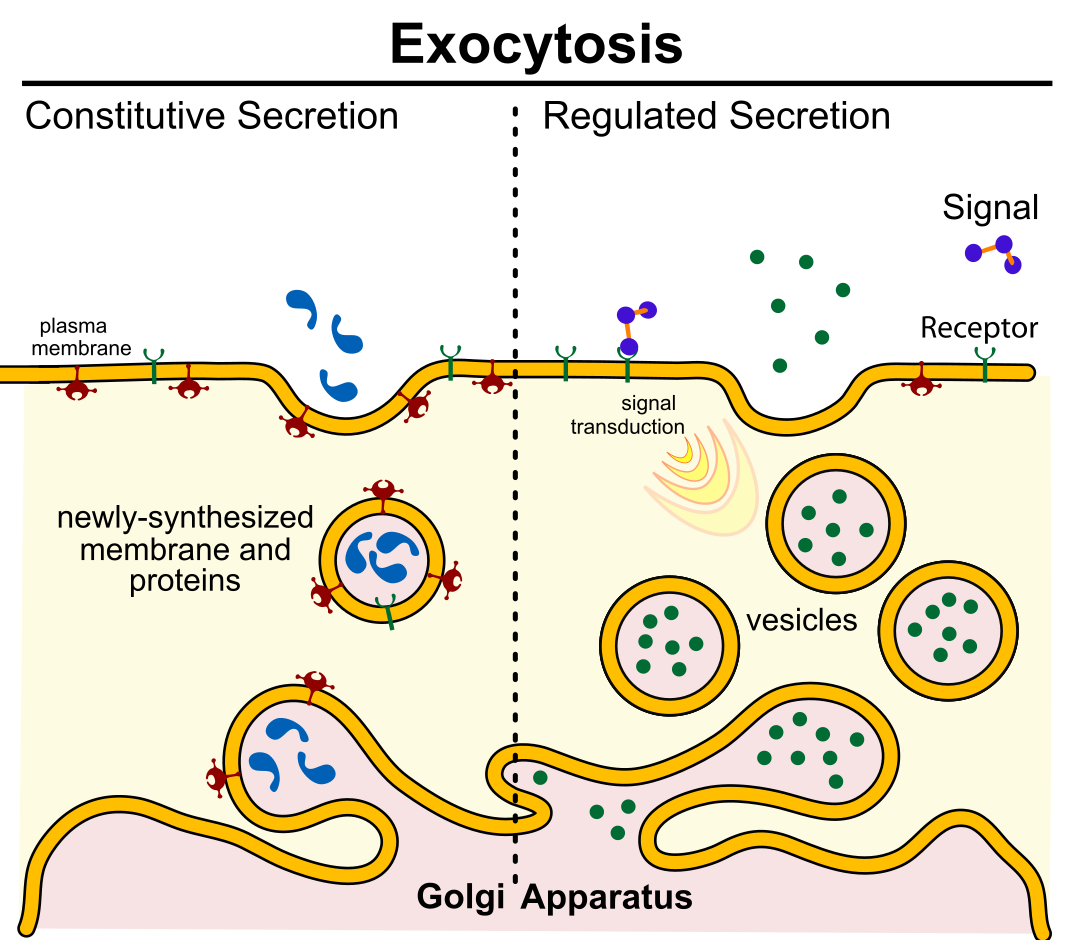 This image shows 2 type of exocytosis. Constitutive secretion is on the left and regulated secretion is on the left.