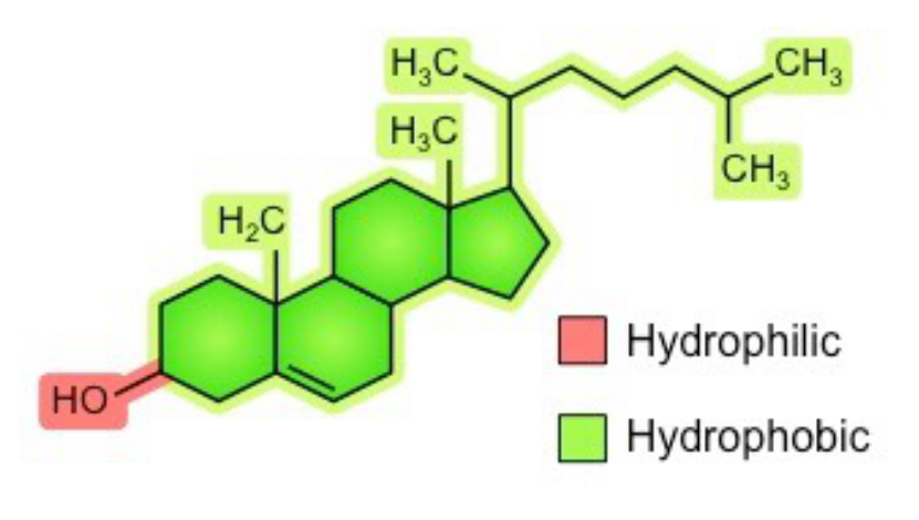 This image shows a structural diagram of a cholesterol molecule. The hydrophilic part of the molecule is highlighted in green; the hydrophobic portion of the molecule is highlighted in green.