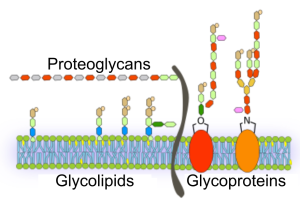 Transport Across the Plasma Membrane – Human Biology