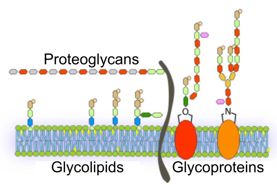 This image shows a section of cell membrane with glycolipids, glycoproteins, and proteoglycans shown facing the outside of the cell.