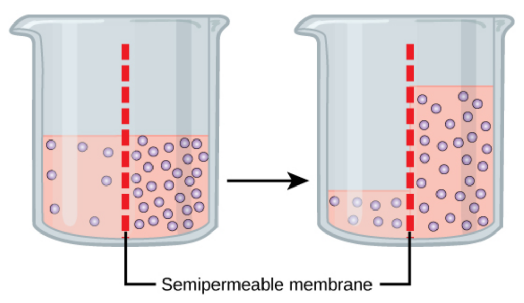 This illustration shows a container whose contents are separated by a semipermeable membrane. Initially, there is a high concentration of solute on the right side of the membrane and a low concentration of the left. Over time, water diffuses across the membrane toward the side of the container that initially had a higher concentration of solute (lower concentration of water). As a result of osmosis, the water level is higher on this side of the membrane, and the solute concentration is the same on both sides.