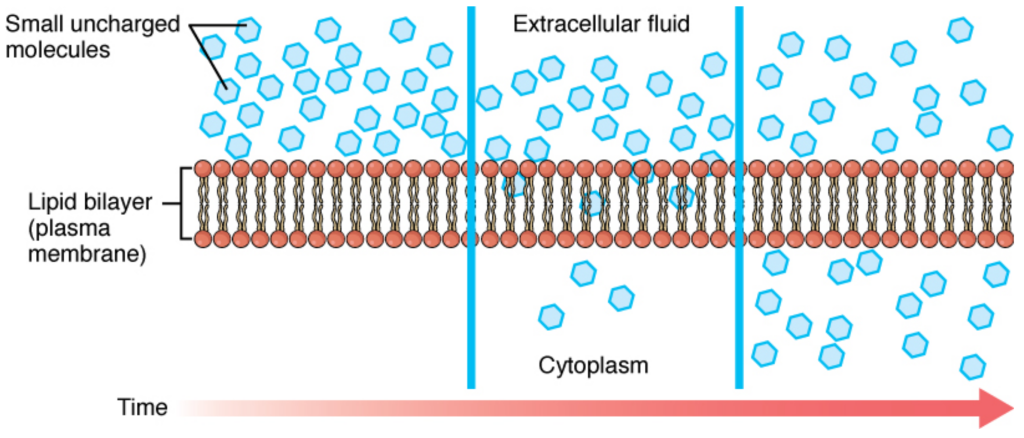 This figure shows the simple diffusion of small nonpolar molecules across the plasma membrane. A red horizontal arrow pointing towards the right indicates the progress of time. The nonpolar molecules are shown in blue and are present in higher numbers in the extracellular fluid. There are a few nonpolar molecules in the cytoplasm, and their number increases with time.