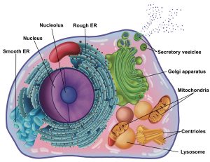Generalized animal cell with parts labeled