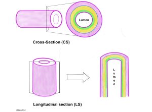 Cross section (top panel) and longitudinal section (bottom panel) of a tube-shaped organ showing multiple tissue layers (pink, yellow, green) with the organ lumen in the center