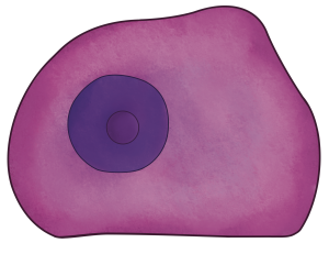 Illustration rendering of what the generalized animal cell would look like under the microscope if stained with H&E.