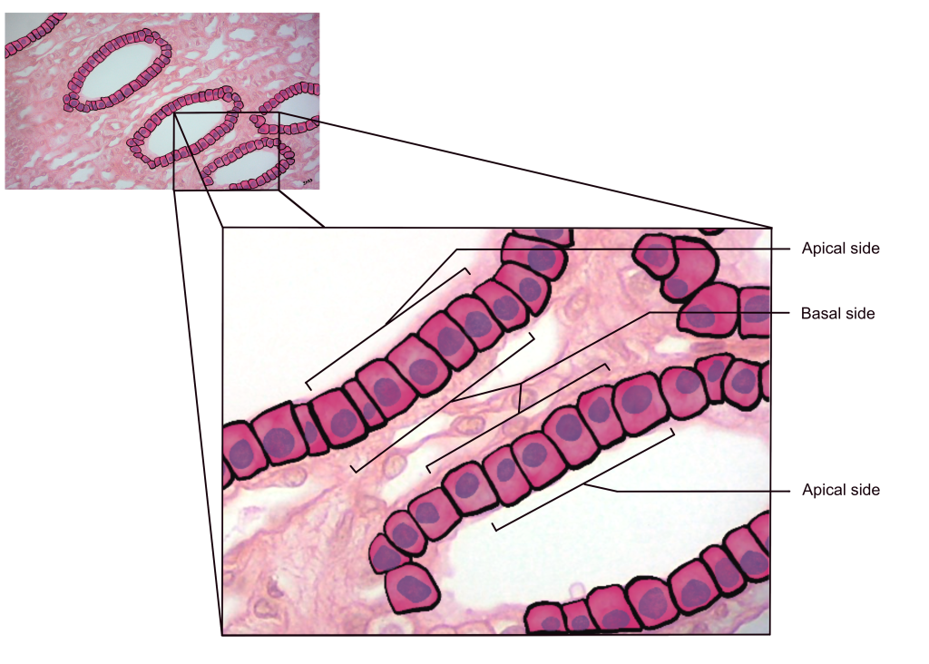 Simple cuboidal epithelium of the kidney (cross-section of renal tubule), highlighting the apical and basal sides of the cell.