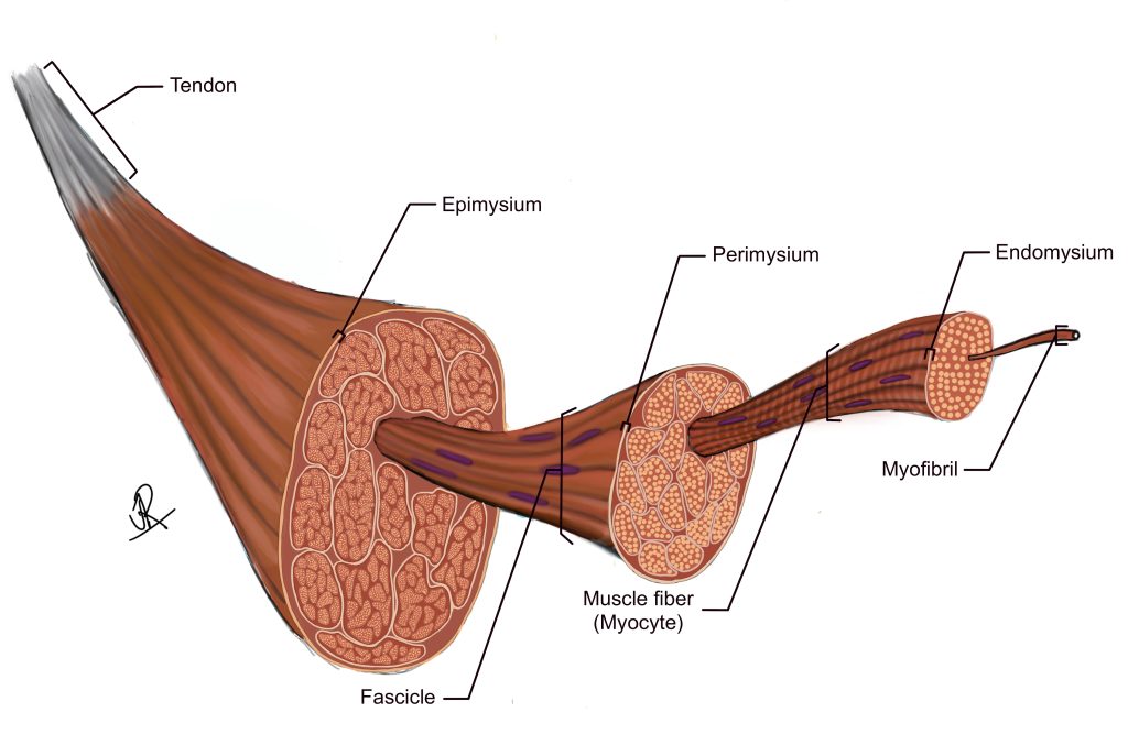 Organ-level depiction of a skeletal muscle, highlighting the connective tissue sheaths that coordinate organization of the muscle tissue. The epimysium surrounds the whole muscle, the perimysium surrounds muscle cell bundles called fascicles, and the endomysium surrounds the plasma membrane/sarcolemma of each muscle cell. 