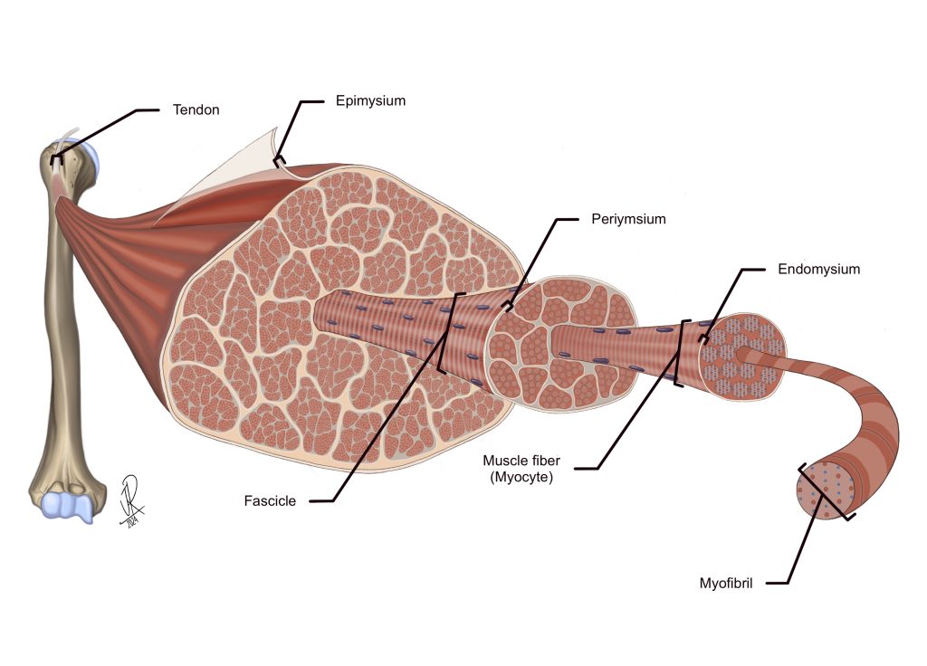 Organ-level depiction of a skeletal muscle, highlighting the connective tissue sheaths that coordinate organization of the muscle tissue. The epimysium surrounds the whole muscle, the perimysium surrounds muscle cell bundles called fascicles, and the endomysium surrounds the plasma membrane/sarcolemma of each muscle cell. 