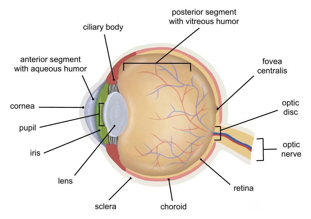 Sagittal section of the eye revealing internal gross anatomy