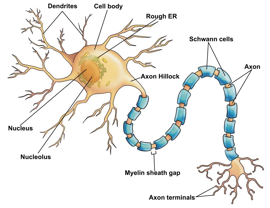 A multipolar neuron with its basic parts labelled