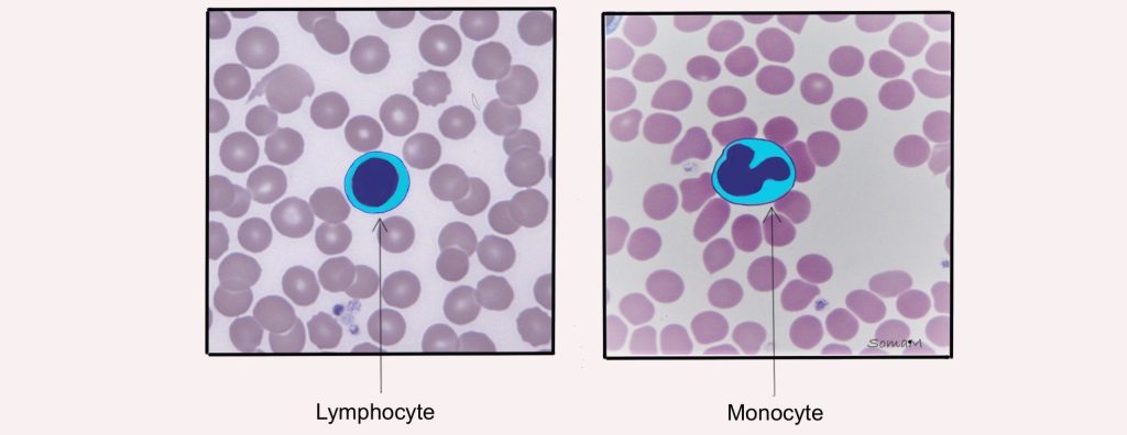 Leukocytes: types of agranulocytes